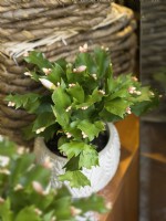 Schlumbergera truncata in pot, winter December