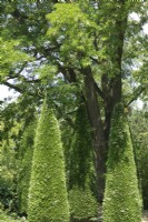 Conifers pruned in the form of cypresses