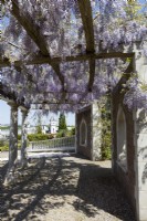 Large curving pergola with wisteria growing profusely over it and statues in alcoves. Trago Mills show gardens, Devon, UK. May. Spring