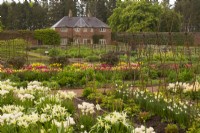 Rows of mixed varieties of colourful Tulips and Narcissus in the Gordon Castle Walled Garden.