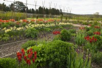 Colourful rows of Tulipa and Narcissus in the Gordon Castle Walled Garden.