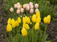 Tulipa 'Mango Charm' and Tulipa 'Big Smile' in the Gordon Castle Walled Garden.