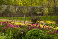 A row of deep pink Tulipa 'Don Quichotte' and 'Jumbo Beauty' in the Gordon Castle Walled Garden.