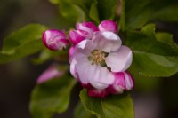 A close-up of Apple Blossom - Malus espaliered on a wall.