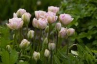 Tulipa 'Angelique' a double pale pink tulip in the Gordon Castle Walled Garden.