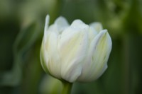 Dew drops on Tulipa 'Green Wave'  a pale pink, green, yellow and white paeony flowering tulip.