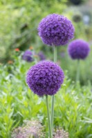 Allium 'Ambassador' - Ornamental onion