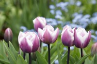 Tulip 'Librije'