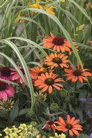 Echinacea 'SunSeekers Coral' - 'Ifecssc' with Miscanthus 'Cosmopolitan' 
