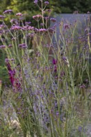 Verbena macdougalii 'Lavender Spires' growing with Verbena bonariensis