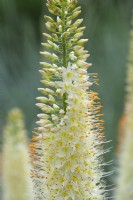 Eremurus Himalaicus - Himalayan foxtail lily