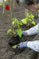 Woman planting out container grown Runner Beans against rustic hazel poles