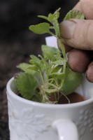 Rooting Salvia microphylla cultivar in water