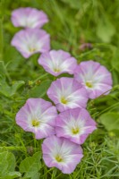 Convolvulus arvensis flowering in Summer - June