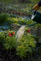 springtime in the garden, watering some Fritillaria imperialis in the evening.