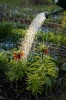 springtime in the garden, watering some Fritillaria imperialis in the evening.