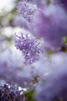 Syringa vulgaris purple