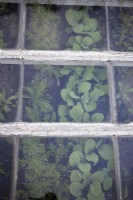 Young cosmos and swede plants in the cold frame