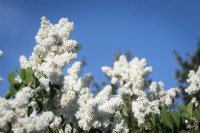 Syringa vulgaris 'Madame Lemoine'. White Lilac against blue sky.
