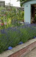 Lavender border with colourful perennial plants on rising bank beyond and modern shepherds hut used as a summer house - Open Gardens Day, Copdock, Suffolk
 