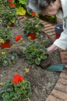 Woman planting out Geraniums in raised bed