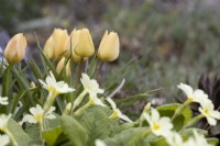 Tulipa batalinii Bright Gem flowers with primroses, Primula vulgaris, in foreground. Close up. Spring. May. 