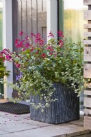 Containers at the house entrance door planted with Surfinia, Helichrysum petiolare and Salvia.