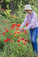 Woman picking poppies for an arrangement.