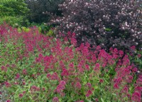 Centranyhus ruber  Red Valerian  and  Physocarpus opulifolius in flower late June Summer
