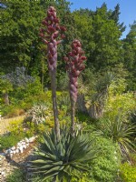 Agave montana  flower heads beginning to open after flowering the  plant dies