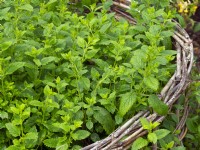 Melissa officinalis - Lemon balm with retaining woven willow fence
