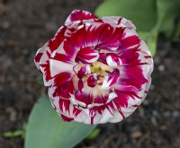 Tulipa 'Estella Rijnveld' May Spring