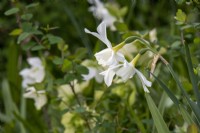 Narcissus 'Thalia' - daffodil - April