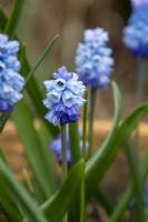 Muscari azureum - Azure grape hyacinth - March