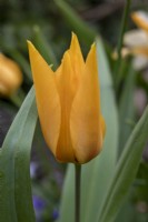 Tulipa praestans 'Shogun' - tulip - April