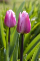 Tulipa 'Aafke' - tulip - April