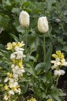 Tulipa 'Purissima' and Erysimum cheiri 'Ivory White' in a mixed border