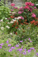 June border with geraniums, alstroemerias and roses.