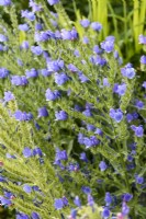 Echium vulgare 'Blue Bedder' in June