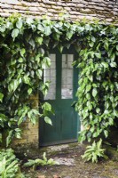 Door framed by Hedera colchica on the pool house at Milton Lodge, Somerset in June