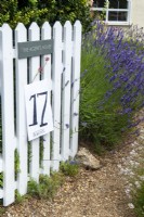 Open gate into garden and Lavender alongside gravel path welcoming visitors inside on Open Gardens Day, Easton, Suffolk