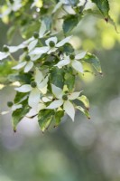 Cornus kousa var. chinensis 'White Dusted' - Chinese Dogwood