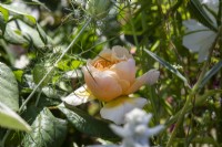 Rosa 'Roald Dahl' David Austin Ausowlish - BBC Gardeners' World Live, Birmingham 2023 - Ruth Gwynn Associates The Newson Health Menopause Garden - Designer: by Ruth Gwynn