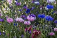 Blue and pink cornflowers - Paul Stone Gardens A Garden Fit for a King - BBC Gardeners' World Live 2023, Birmingham NEC - Designer Paul Stone