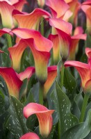 Zantedeschia 'Morning Sun' - Brighter Blooms - BBC Gardeners' World Live 2023