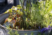 Pond in a recycled tin tub - Beautiful Borders - Thornton's Growing  and  Living The Love Yourself and Nature Retreat - BBC Gardeners' World Live 2023 - Designer Ben Thornton