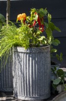 Chillies and tagetes growing in recycled metal container - Beautiful Borders - Thornton's Growing  and  Living The Love Yourself and Nature Retreat - BBC Gardeners' World Live 2023 - Designer Ben Thornton