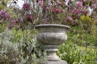 A stone urn under pink blossom. Marwood Hill gardens, Devon. Spring. Devon. 