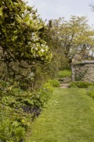 A grass path leads up to an old stone wall and gateway in the background with an old, moss covered Magnolia stellata on the left. Marwood Hill gardens. Devon. Spring. May