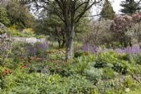 A mixed herbaceous border with Tulip Slawa flowering amongst the new growth. Various trees in the background. Marwood Hill Gardens, Devon. Spring. May
